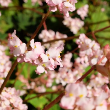 Une fleur parmi les fleurs sur l’île de la Dominique